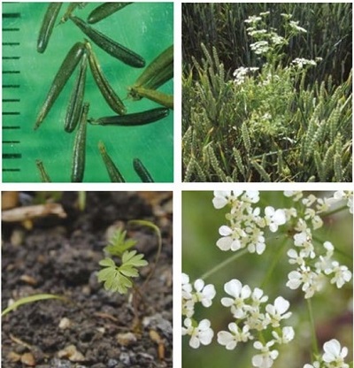 Cow parsley at four growth stages
